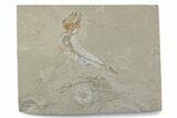 Cretaceous Fossil Fish (Gaudryella) - Lebanon #376363-1